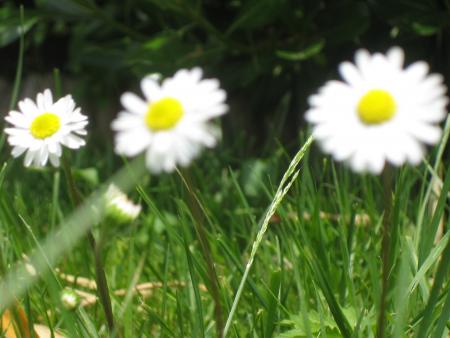 le printemps